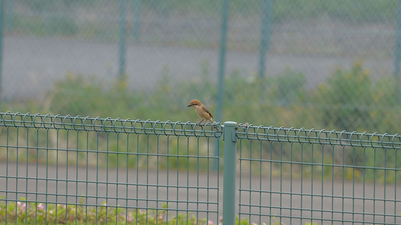 bskワイワイ倶楽部走行会　エリーゼ＆エキシージ